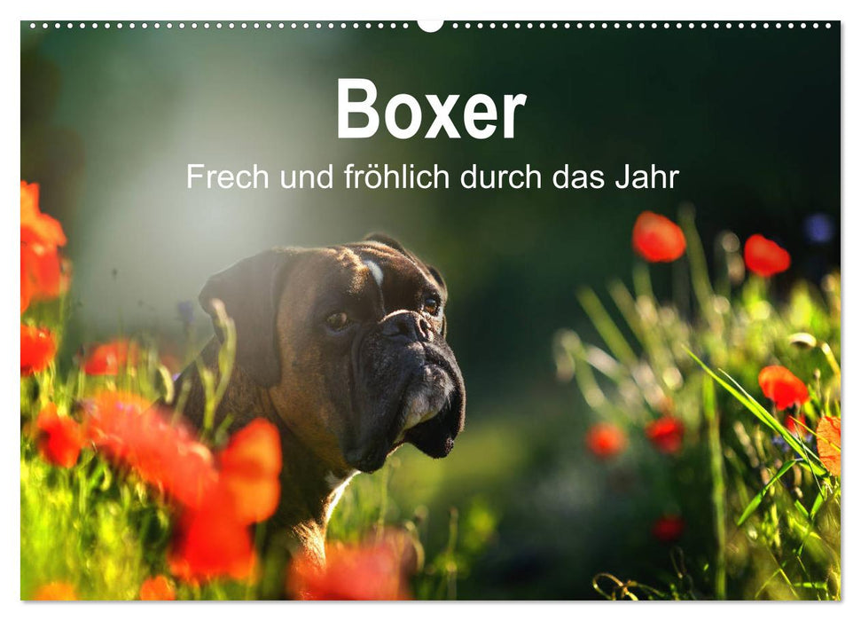 Boxer Frech und fröhlich durch das Jahr (CALVENDO Wandkalender 2025)