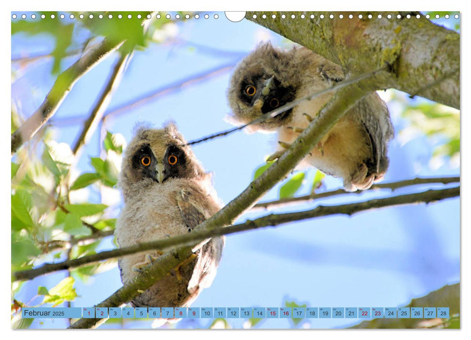 Eulenkinder - Kleine Waldohreulen entdecken die Welt (CALVENDO Wandkalender 2025)