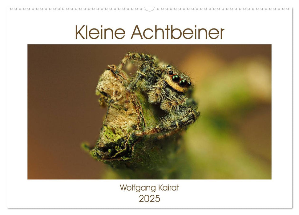 Kleine Achtbeiner (CALVENDO Wandkalender 2025)