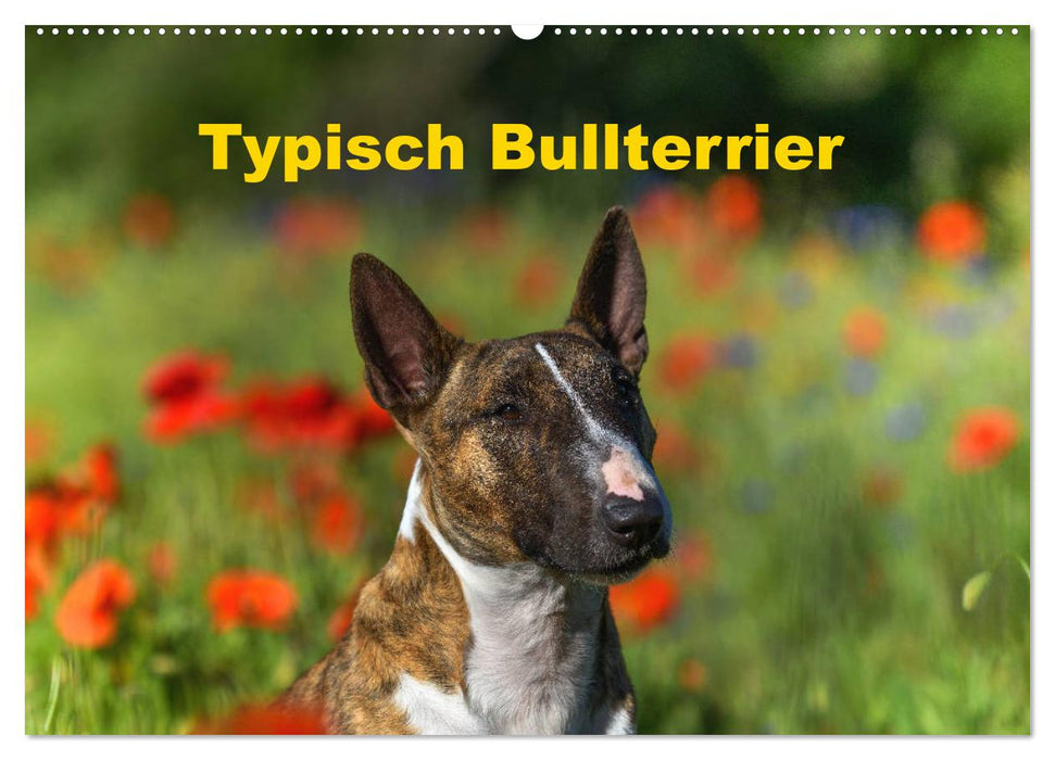 Typisch Bullterrier (CALVENDO Wandkalender 2025)