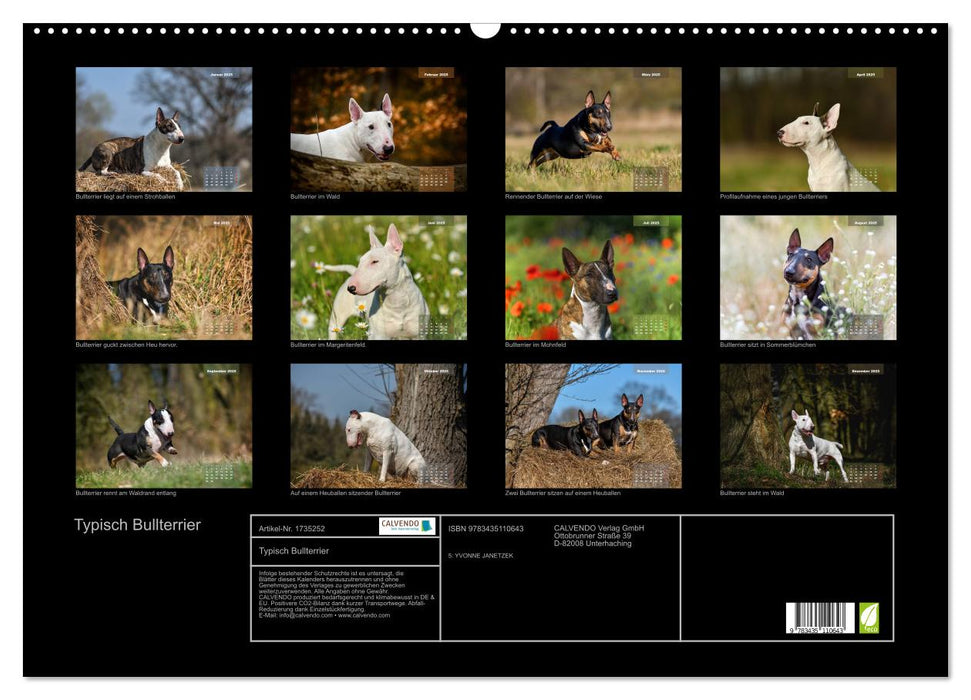 Typisch Bullterrier (CALVENDO Wandkalender 2025)