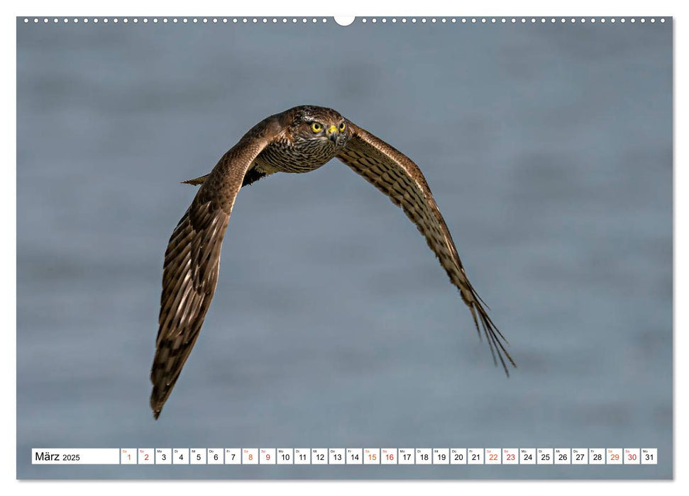 Heimische GREIFVÖGEL Adler Milan Bussard Weihe Sperber (CALVENDO Wandkalender 2025)