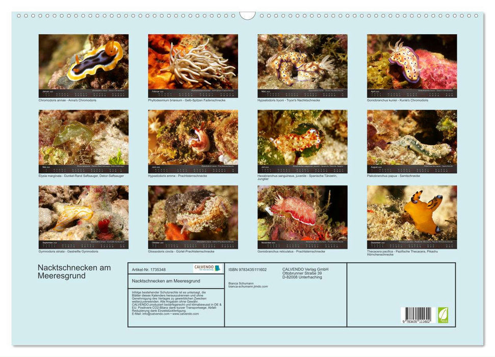 Nacktschnecken am Meeresgrund (CALVENDO Wandkalender 2025)