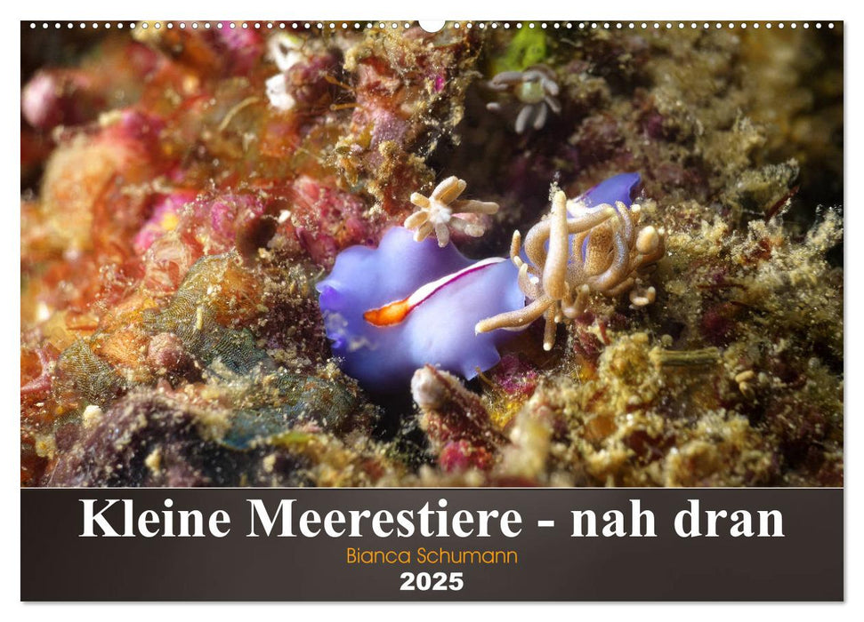 Kleine Meerestiere - nah dran (CALVENDO Wandkalender 2025)