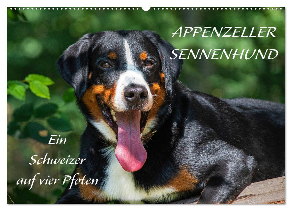 Appenzeller Sennenhund - Ein Schweizer auf 4 Pfoten (CALVENDO Wandkalender 2025)