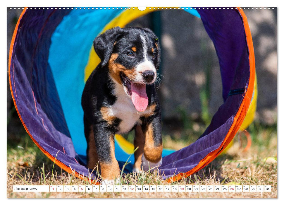 Appenzeller Sennenhund - Ein Schweizer auf 4 Pfoten (CALVENDO Wandkalender 2025)