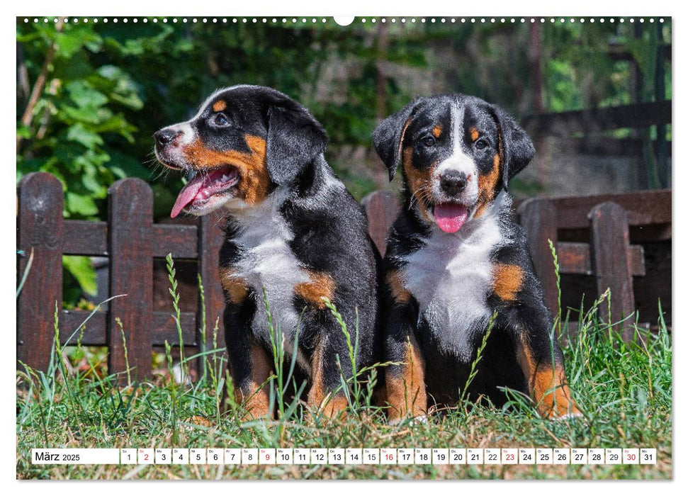 Appenzeller Sennenhund - Ein Schweizer auf 4 Pfoten (CALVENDO Wandkalender 2025)