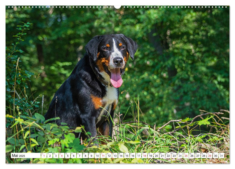 Appenzeller Sennenhund - Ein Schweizer auf 4 Pfoten (CALVENDO Wandkalender 2025)