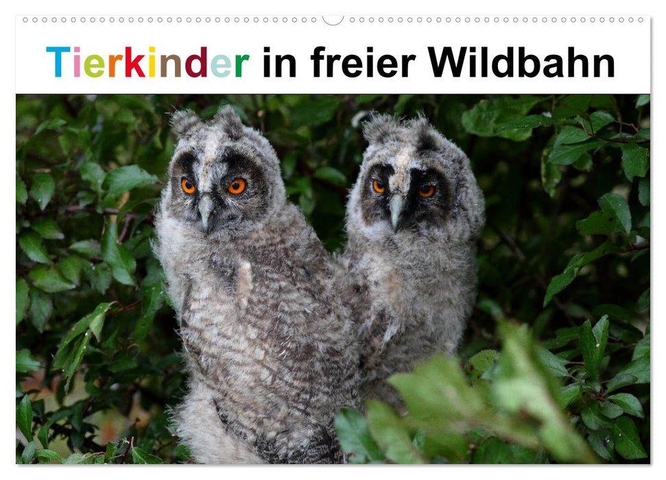 Tierkinder in freier Wildbahn (CALVENDO Wandkalender 2025)