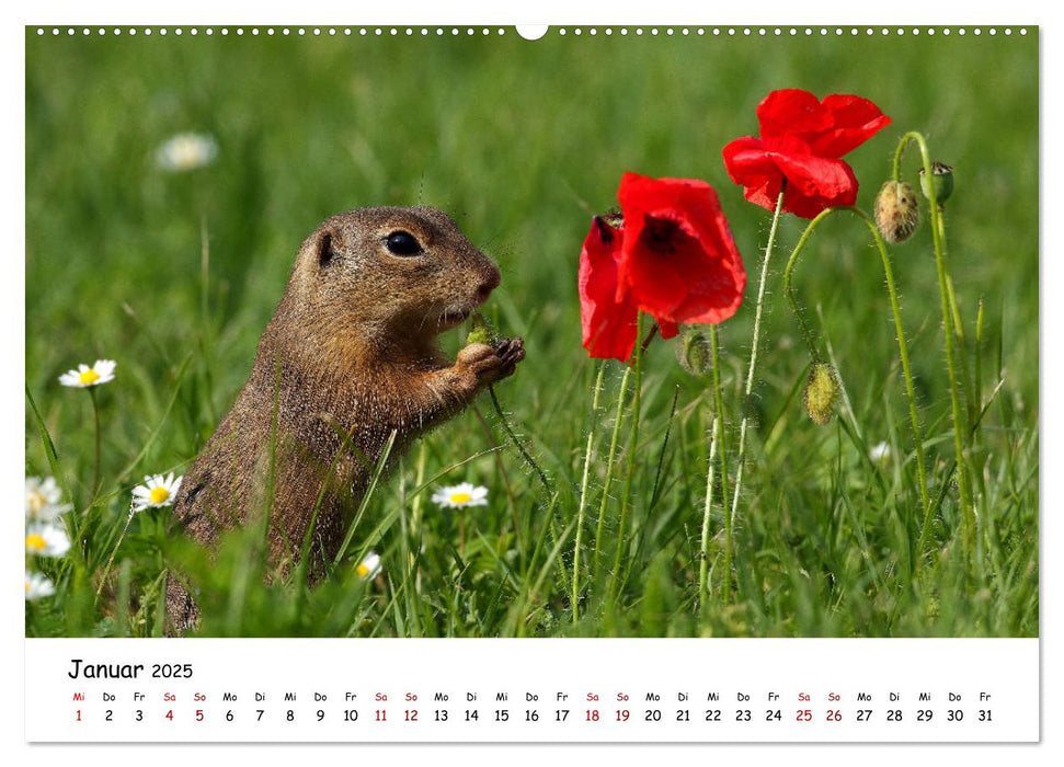 Tierkinder in freier Wildbahn (CALVENDO Wandkalender 2025)