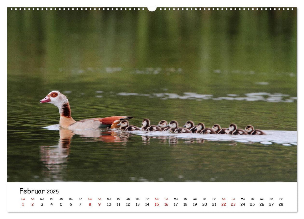 Tierkinder in freier Wildbahn (CALVENDO Wandkalender 2025)