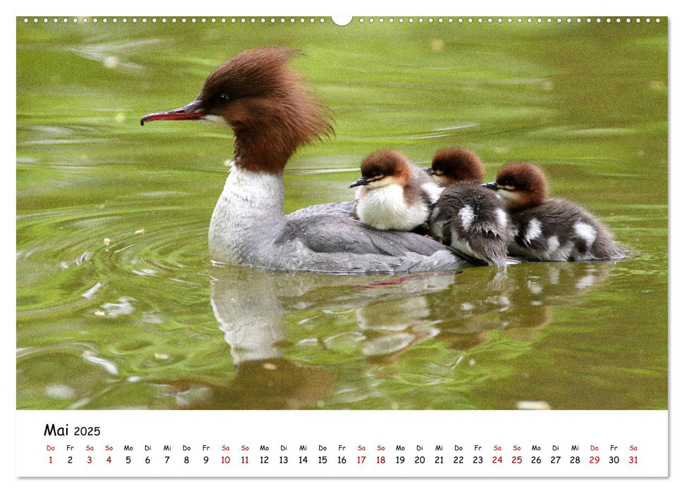 Tierkinder in freier Wildbahn (CALVENDO Wandkalender 2025)