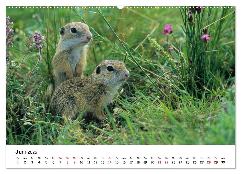 Tierkinder in freier Wildbahn (CALVENDO Wandkalender 2025)