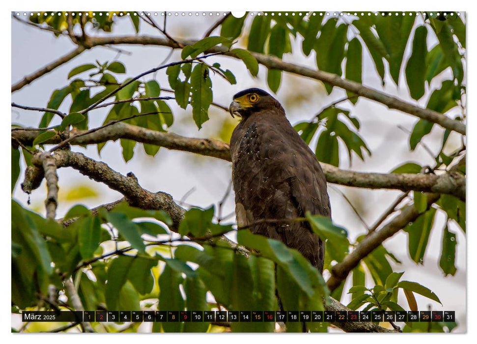 THAILANDS RAUBVÖGEL Exotische Greifvögel und Eulen (CALVENDO Wandkalender 2025)