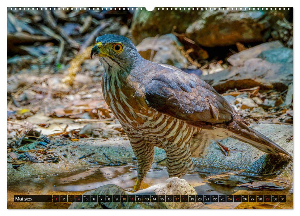 THAILANDS RAUBVÖGEL Exotische Greifvögel und Eulen (CALVENDO Wandkalender 2025)