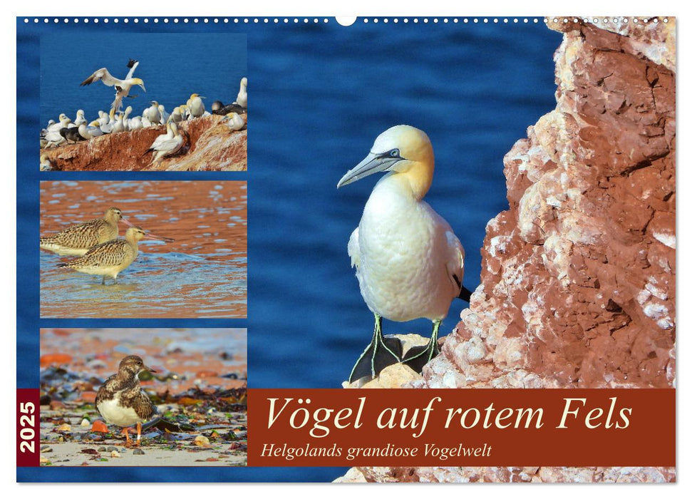 Vögel auf rotem Fels - Helgolands grandiose Vogelwelt (CALVENDO Wandkalender 2025)