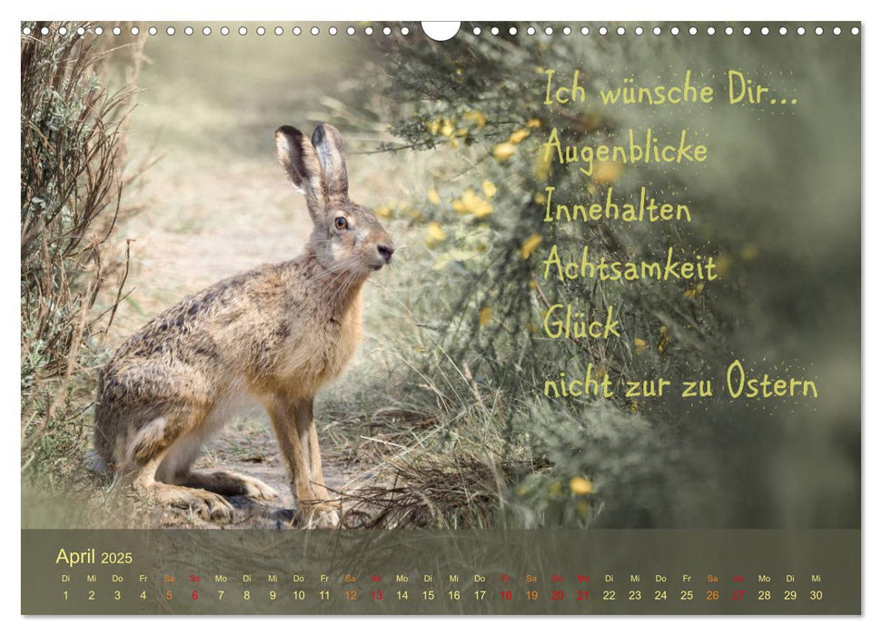 Wunschmonate (CALVENDO Wandkalender 2025)