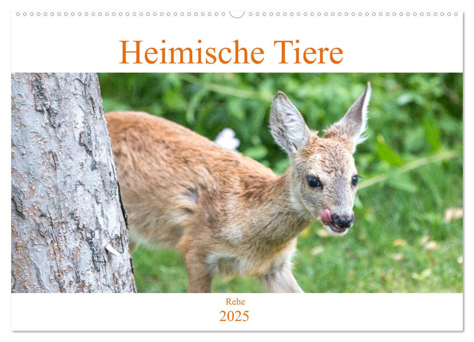 Heimische Tiere - Rehe (CALVENDO Wandkalender 2025)