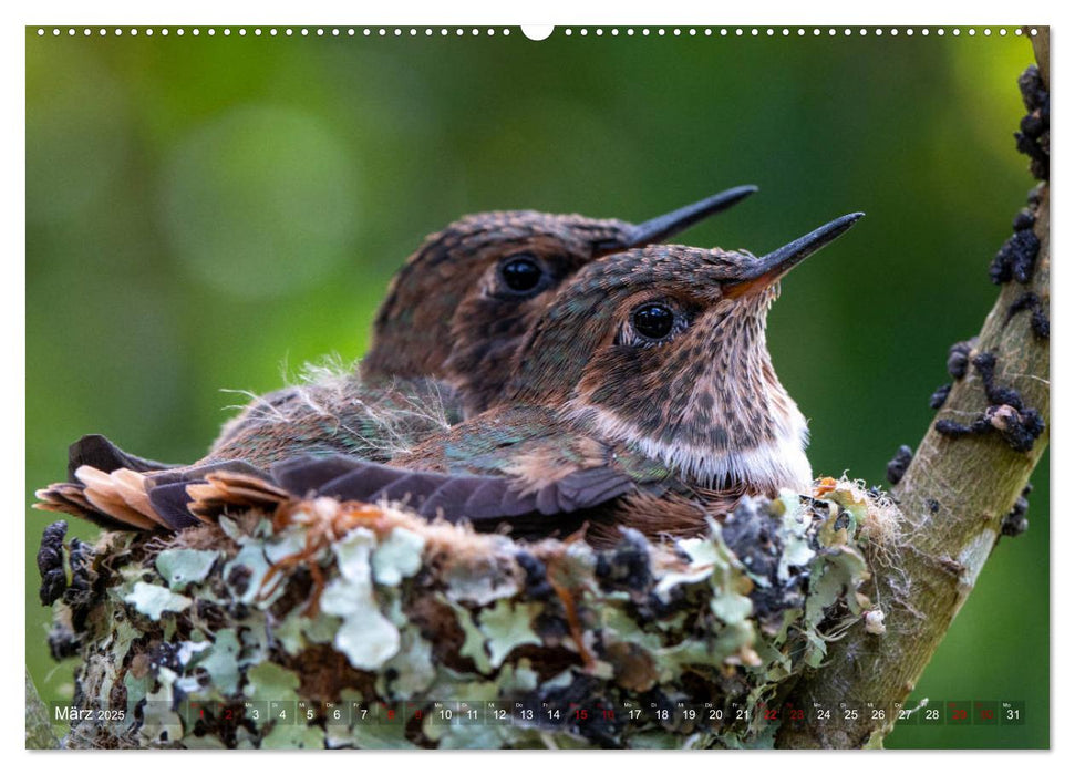 Traumwelt Costa Rica (CALVENDO Wandkalender 2025)