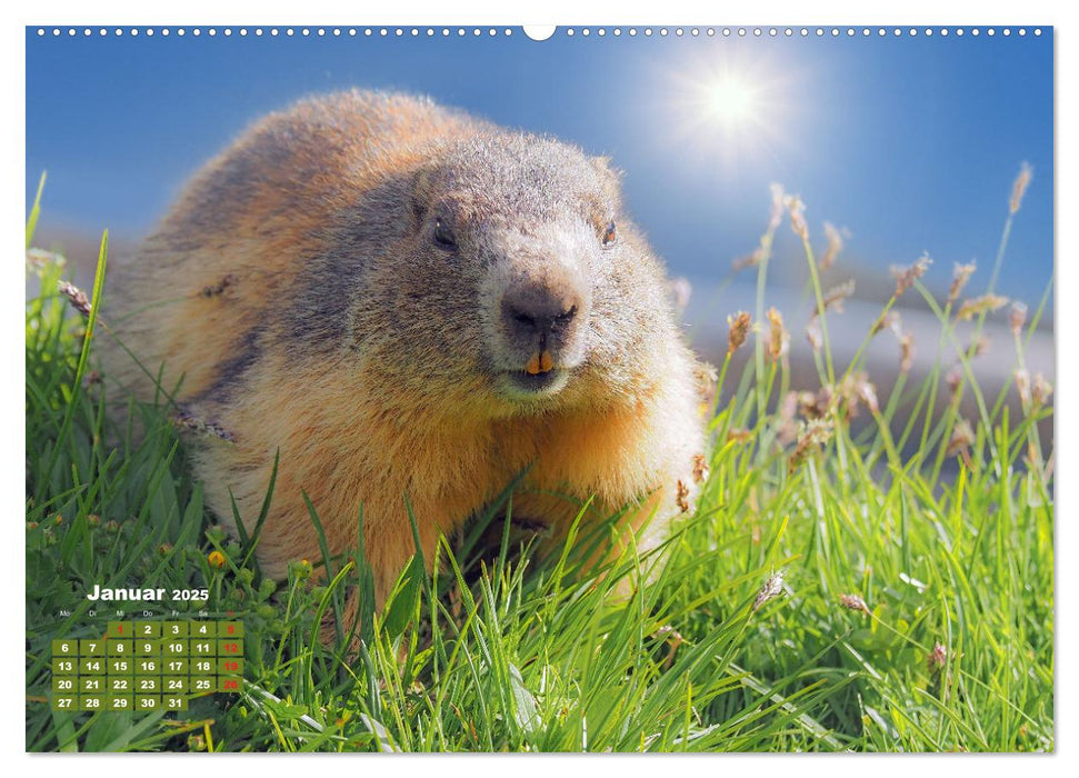 Großglockner, Alpen, Murmeltiere & mehr by VogtArt (CALVENDO Wandkalender 2025)