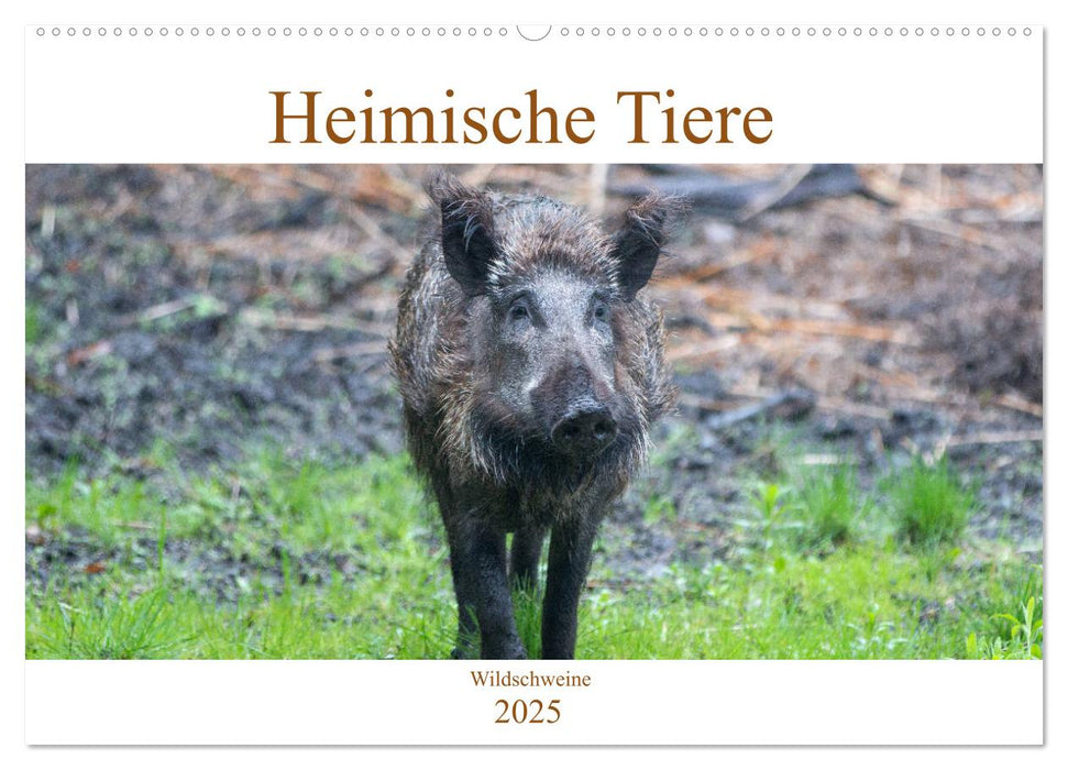 Heimische Tiere - Wildschweine (CALVENDO Wandkalender 2025)