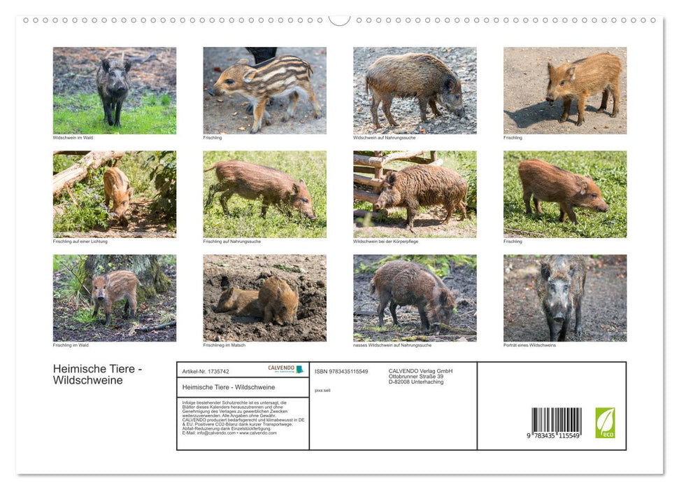 Heimische Tiere - Wildschweine (CALVENDO Wandkalender 2025)