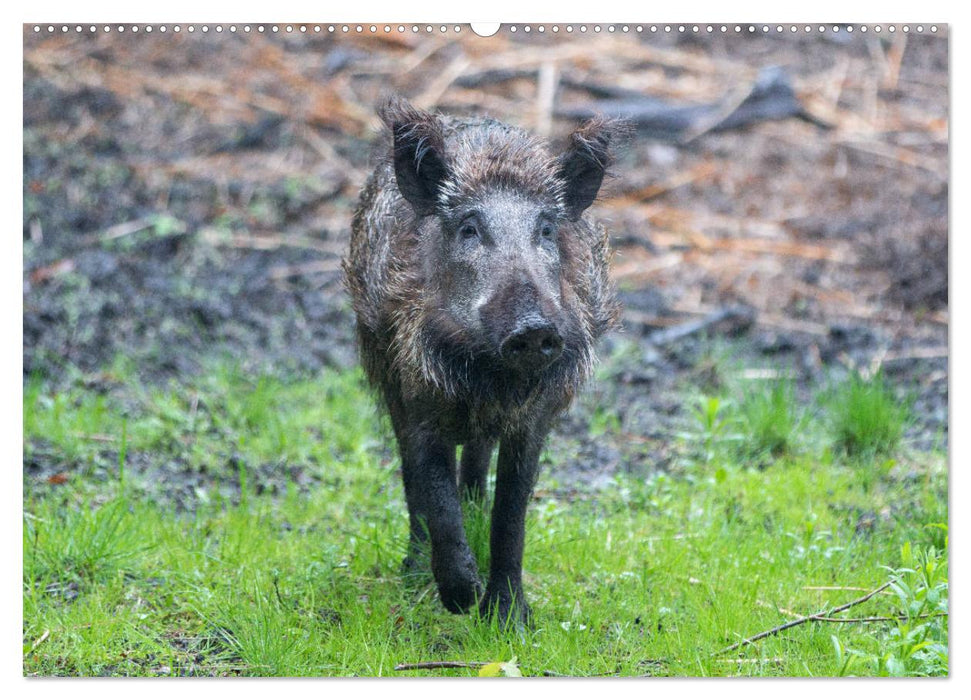 Heimische Tiere - Wildschweine (CALVENDO Wandkalender 2025)