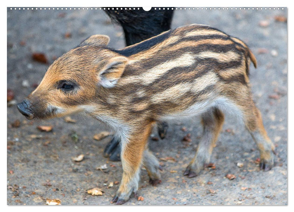 Heimische Tiere - Wildschweine (CALVENDO Wandkalender 2025)