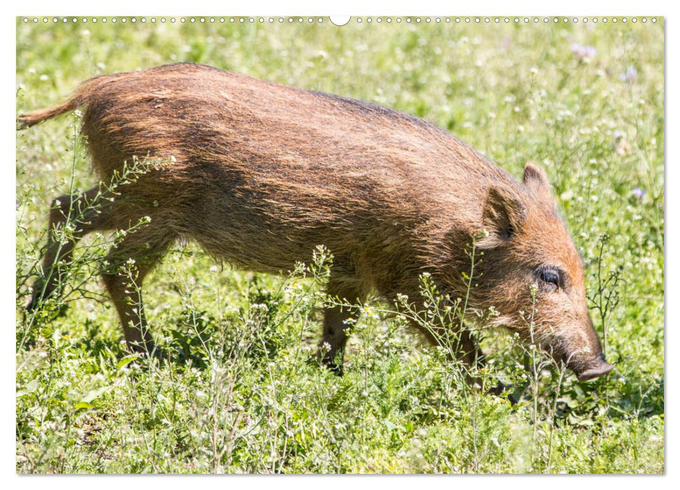 Heimische Tiere - Wildschweine (CALVENDO Wandkalender 2025)