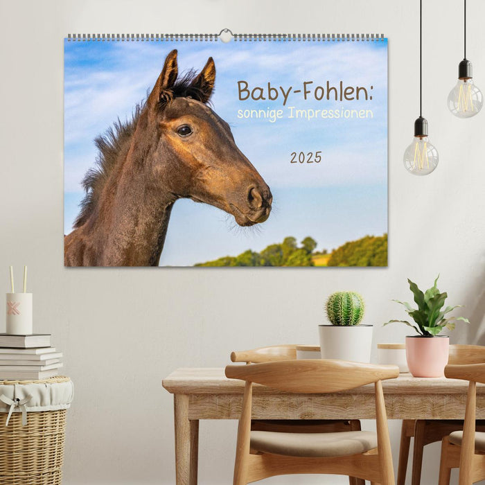 Baby-Fohlen: sonnige Impressionen (CALVENDO Wandkalender 2025)