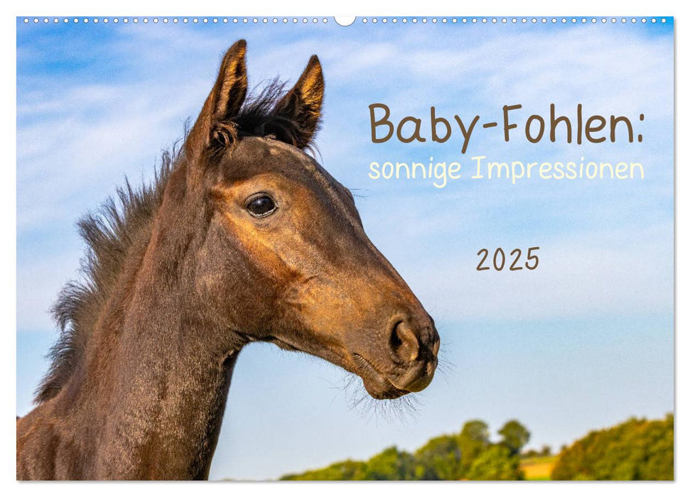 Baby-Fohlen: sonnige Impressionen (CALVENDO Wandkalender 2025)