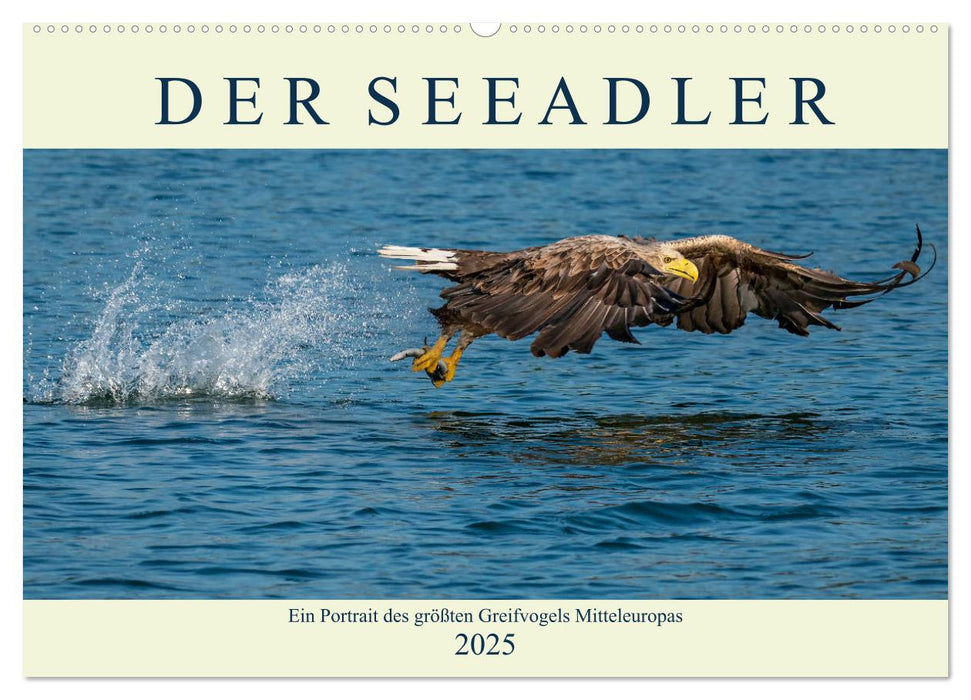 DER SEEADLER Ein Portrait des größten Greifvogels Mitteleuropas (CALVENDO Wandkalender 2025)