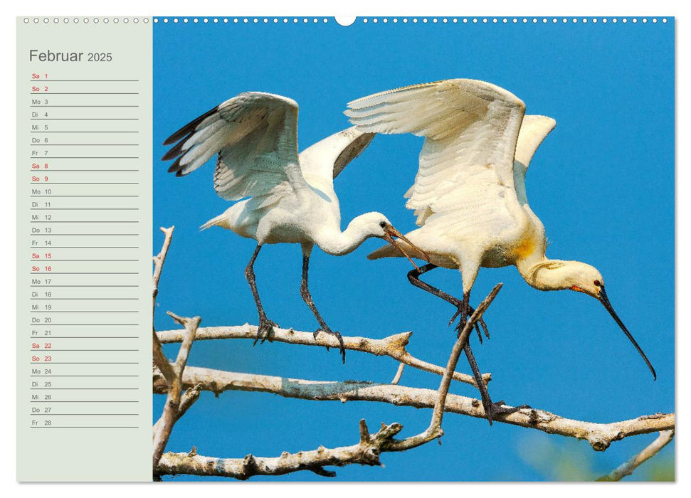 Donaudelta - Tierparadies am Schwarzen Meer (CALVENDO Wandkalender 2025)