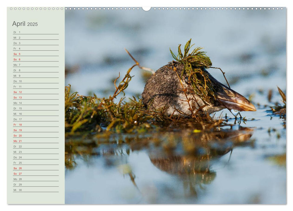 Donaudelta - Tierparadies am Schwarzen Meer (CALVENDO Wandkalender 2025)