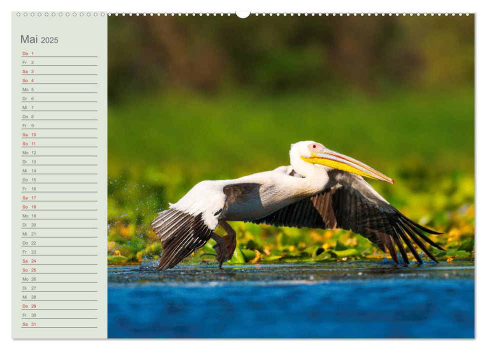 Donaudelta - Tierparadies am Schwarzen Meer (CALVENDO Wandkalender 2025)