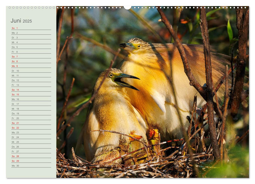 Donaudelta - Tierparadies am Schwarzen Meer (CALVENDO Wandkalender 2025)