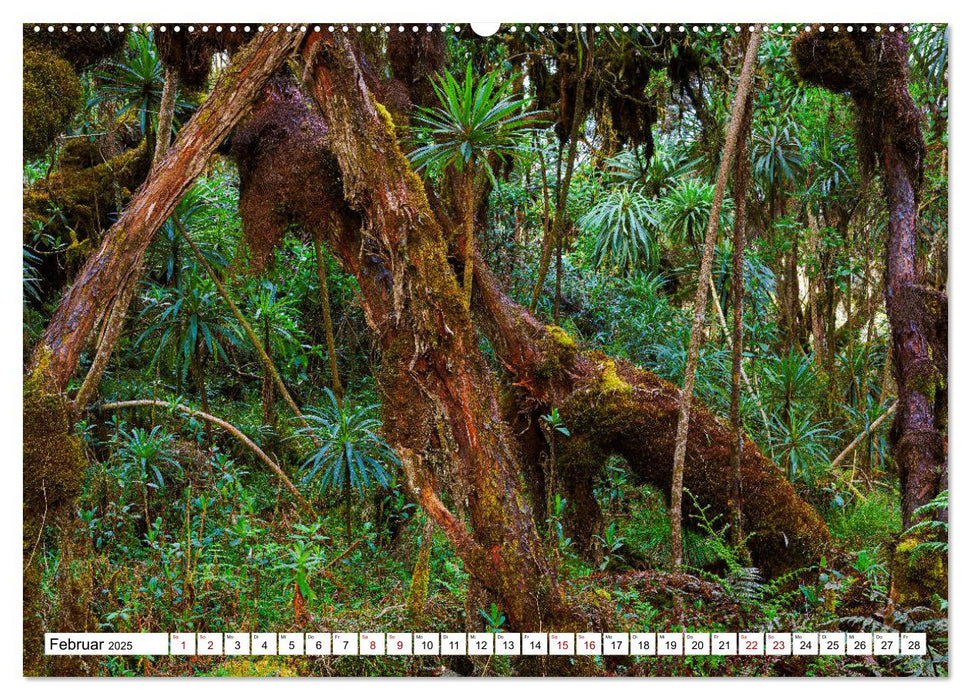 Ruwenzori - Afrikas mystisches Hochgebirge (CALVENDO Wandkalender 2025)