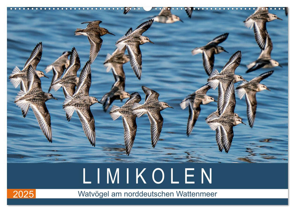 Limikolen - Watvögel am norddeutschen Wattenmeer (CALVENDO Wandkalender 2025)