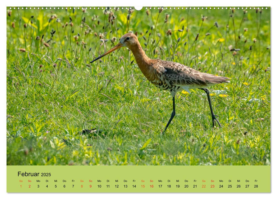 Limikolen - Watvögel am norddeutschen Wattenmeer (CALVENDO Wandkalender 2025)