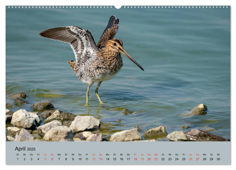 Limikolen - Watvögel am norddeutschen Wattenmeer (CALVENDO Wandkalender 2025)