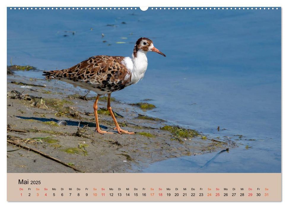 Limikolen - Watvögel am norddeutschen Wattenmeer (CALVENDO Wandkalender 2025)