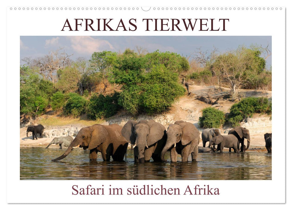 Afrikas Tierwelt, Safari im südlichen Afrika (CALVENDO Wandkalender 2025)