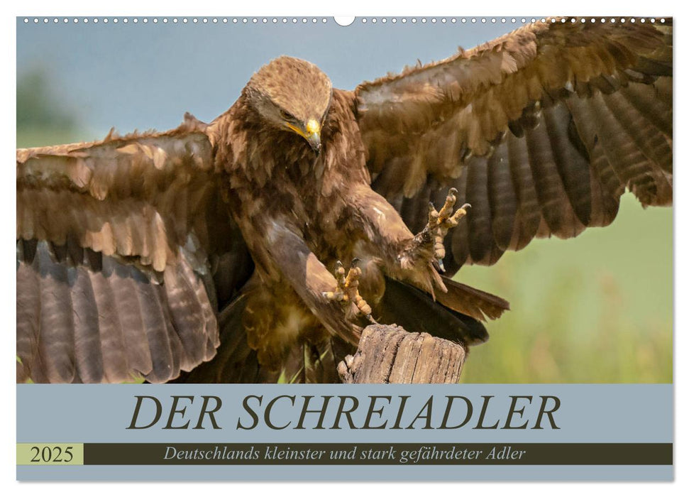 Der Schreiadler (Clanga pomarina) - Deutschands kleinster und stark gefährdeter Adler. (CALVENDO Wandkalender 2025)