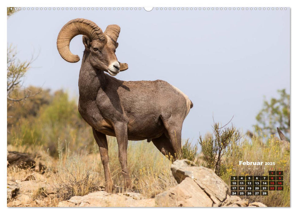 American Wildlife (CALVENDO Wandkalender 2025)