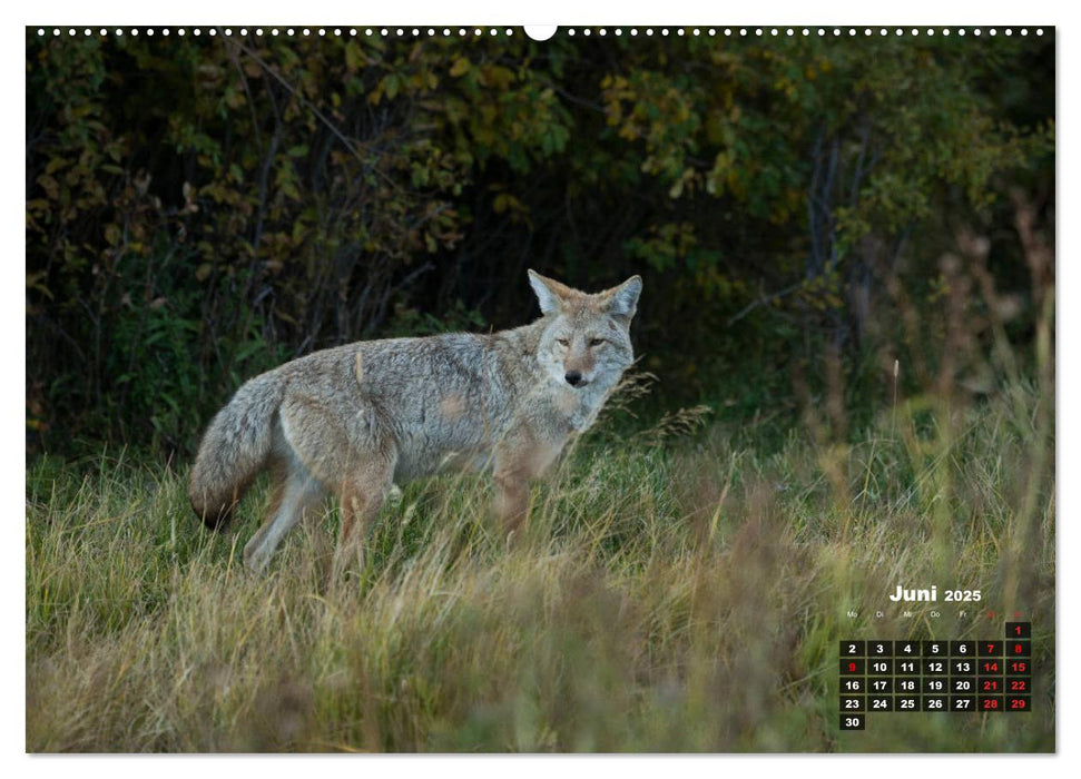 American Wildlife (CALVENDO Wandkalender 2025)