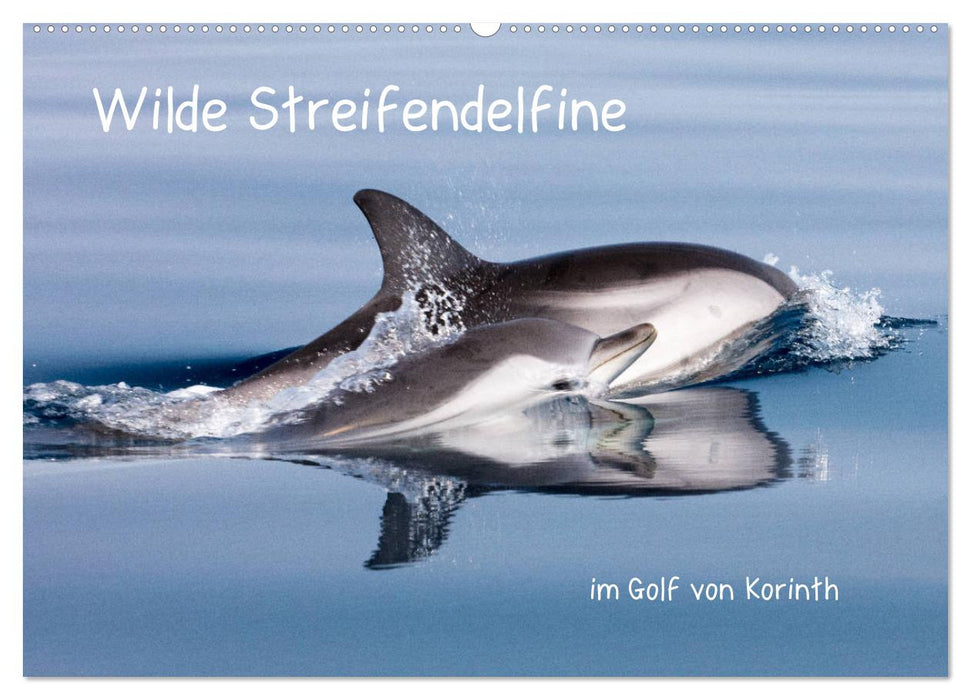 Wilde Streifendelfine im Golf von Korinth (CALVENDO Wandkalender 2025)