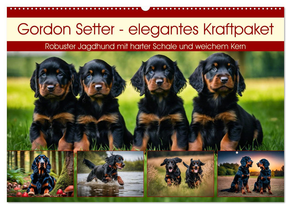 Gordon Setter - elegantes Kraftpaket (CALVENDO Wandkalender 2025)