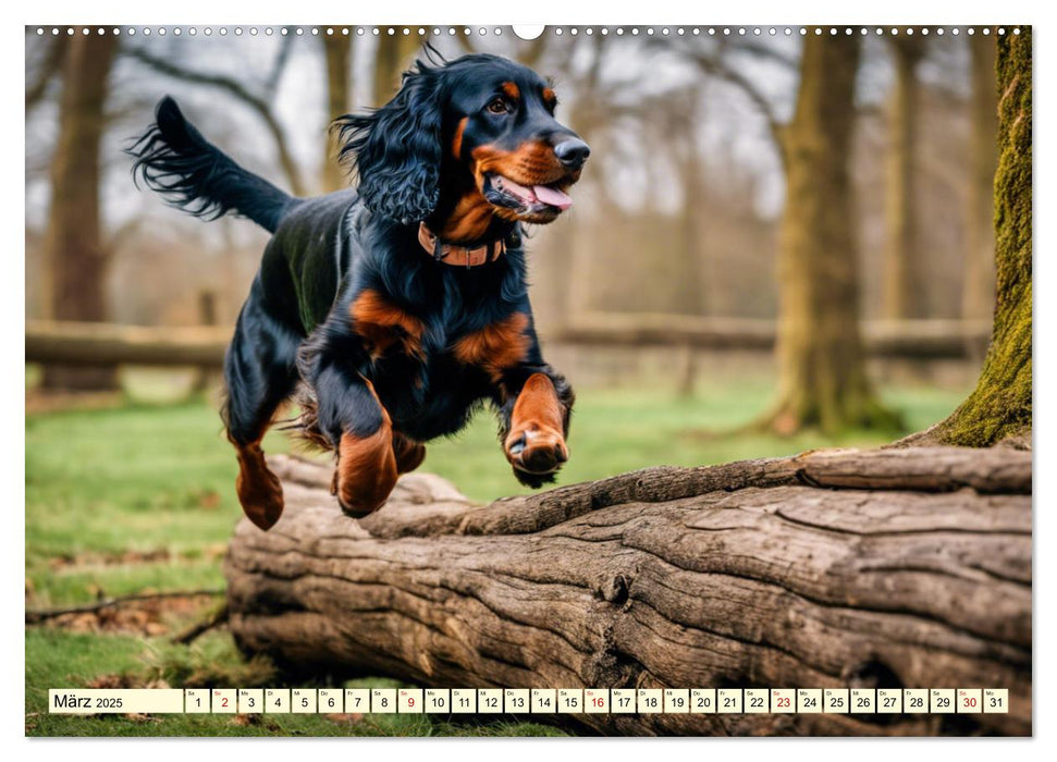 Gordon Setter - elegantes Kraftpaket (CALVENDO Premium Wandkalender 2025)