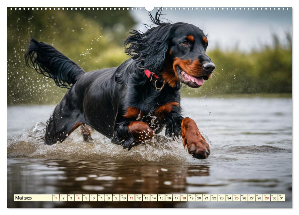 Gordon Setter - elegantes Kraftpaket (CALVENDO Premium Wandkalender 2025)