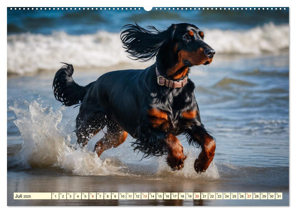 Gordon Setter - elegantes Kraftpaket (CALVENDO Premium Wandkalender 2025)